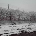 雪だ！