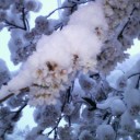 春(笑)
