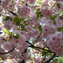 桜の通り抜け