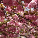 桜の通り抜け