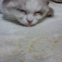 今頃来たか