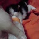 里親募集中。