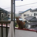 体重計なんてマリアナ海溝に沈めよう　“あたしは太っちょの素敵なコックさん”　の巻
