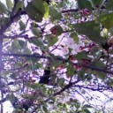 葉桜