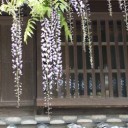 藤の花
