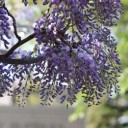藤の花