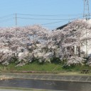 川原の桜もようやく