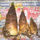 たけのこ通信Vol.いくつ？　“ジラし上手は今夜も…”　の巻