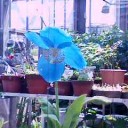 ヒマラヤ芥子と牡丹