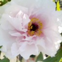 ヒマラヤ芥子と牡丹