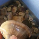 潮干狩り