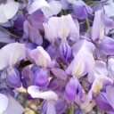 イエライシャンと藤の花、多肉植物（追記あり）
