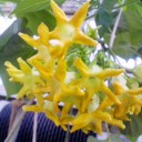 イエライシャンと藤の花、多肉植物（追記あり）