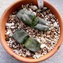 イエライシャンと藤の花、多肉植物（追記あり）
