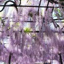 薄紫　wisteria