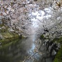 お花見＠弘前公園　その１