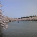 お花見＠弘前公園　その2