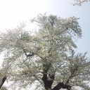 暑い