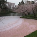 花筏