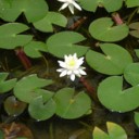 睡蓮の花/水蓮の花