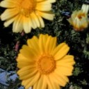 春菊の花