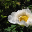 庭の花