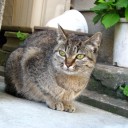 水曜〓仕事と猫と〓