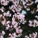 今年は一週間遅れました．
