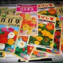 汚部屋警備にめだかの観察　“忙しいあたしは脳内がお花畑なの”　の巻