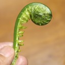 草蘇鉄
