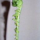 草蘇鉄