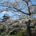 松前城公園の桜