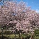 松前城公園の桜