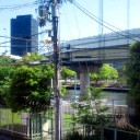 5月の薔薇