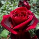 薔薇/モダンローズ