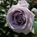 薔薇/モダンローズ