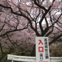 ４月の大雪お花見ツアー