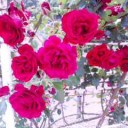 紅の薔薇