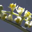 une fleur d’une olive