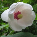 大山蓮華・箱根ウツギ