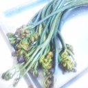 蕨