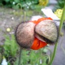 6月2日
