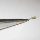 午後から半日ヒドラ駆除三昧の奥様　“ピンセットワークと手の痛みと心の痛みとあれこれ”　の巻