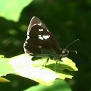 見ない方がいいよ　むし苦手な人は