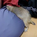 眠たいです。