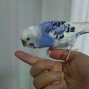 隣の芝生は青いのね。