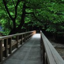 朝の杜　　quiet karma