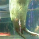 北海道旅行　～旭山動物園～