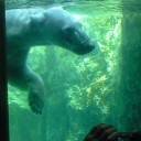 北海道旅行　～旭山動物園～