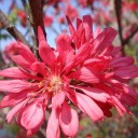 菊の花が真っ赤に燃える。